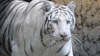 Tragedia allo zoo in Ucraina tigre bianca sbrana e uccide un uomo