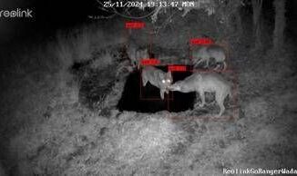 WADAS lAI protegge la fauna selvatica il progetto sperimentale nel Parco Nazionale dAbruzzo