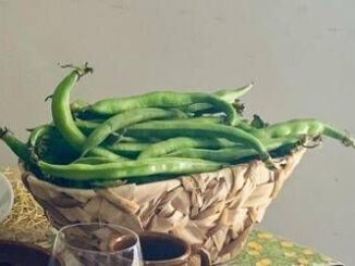 1 maggio fave e pecorino alla scampagnata Mix ideale per la salute ecco perche