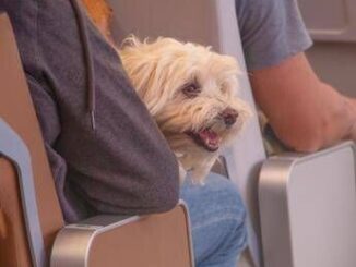 Animali in cabina sugli aerei preoccupazione da Federasma e allergie