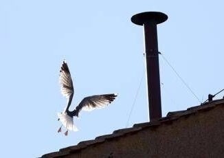 Conclave lornitologo Il gabbiano sul comignolo e a casa sua e non teme la folla