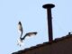 Conclave lornitologo Il gabbiano sul comignolo e a casa sua e non teme la folla