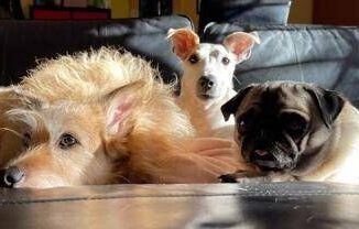 Eurispes Italiani contrari a vivisezione caccia pellicce e uso degli animali nei circhi