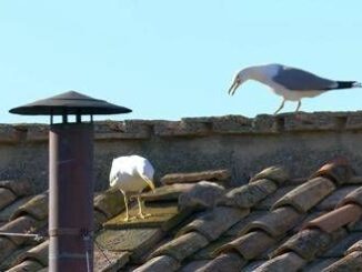 Fumata bianca e nuovo Papa i gabbiani portafortuna