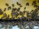 Giornata mondiale delle api Wwf Oltre il 40 degli impollinatori rischia lestinzione