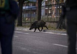 Isola dElba cinghiale attraversa la strada allimprovviso motociclista muore nello scontro