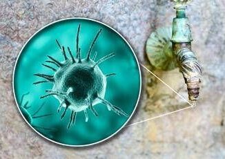 Malattie rare Sitrac Non accessibile farmaco approvato in cheratite da Acanthamoeba