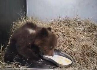 Orsetta marsicana salvata nel Parco nazionale comincia a mangiare da sola Video