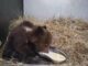 Orsetta marsicana salvata nel Parco nazionale comincia a mangiare da sola Video