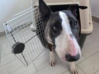 Reati contro gli animali ecco la nuova legge in 15 articoli