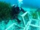 Terna ha concluso il trapianto di Posidonia oceanica nellapprodo di Terra Mala