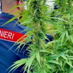 carabinieri smantellano traffico di cannabis