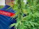 carabinieri smantellano traffico di cannabis