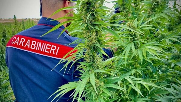 carabinieri cannabis ridim carabinieri smantellano traffico di cannabis