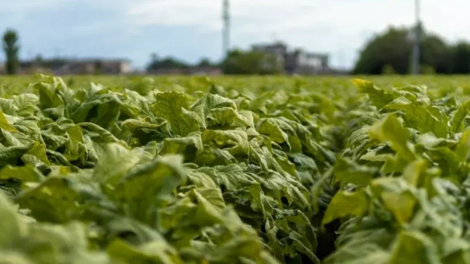 Sigarette illecite in aumento in Ue, Italia modello nel contrasto
