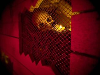 COMUNICATO STAMPA SPONSORIZZATO Underground Milano la nuova escape room horror nel cuore della city