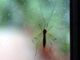 Da Dengue a West Nile incombe minaccia zanzare appello igienisti ai Comuni