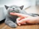 Farmaci da Gemmato ok a uso veterinario anti Covid che salva i gatti