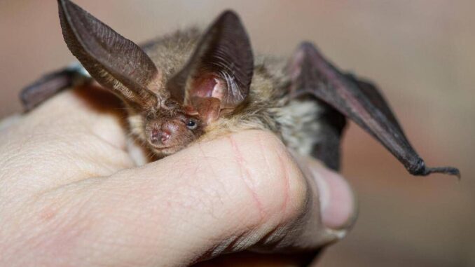 Pipistrello africano tra i vicoli di Lampedusa, scoperta nuova specie in Europa